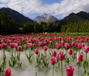 烏蘇市待甫僧佛山腳下夢(mèng)幻郁金香